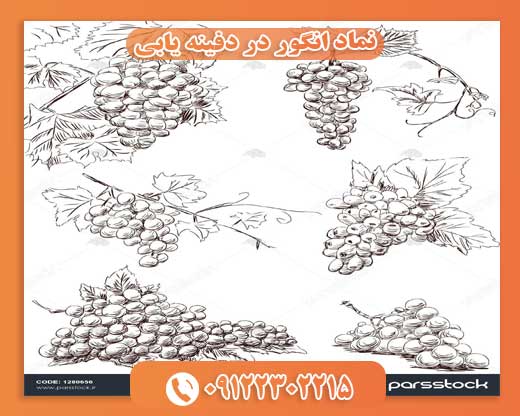 نماد انگور در دفینه یابی09122302215