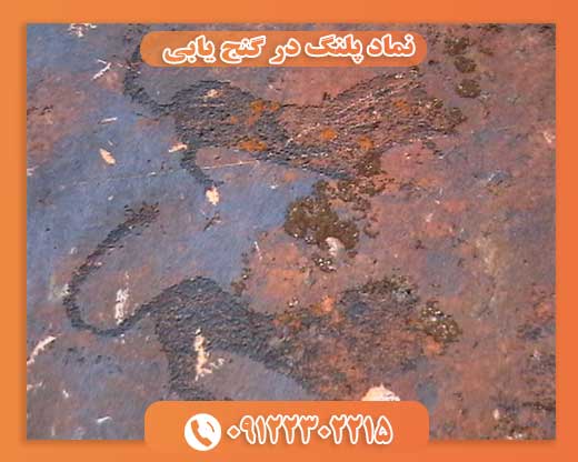 نماد پلنگ در گنج یابی09122302215