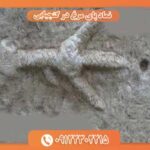 نماد پای مرغ در گنجیابی