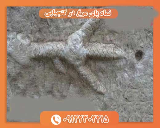 نماد پای مرغ در گنجیابی