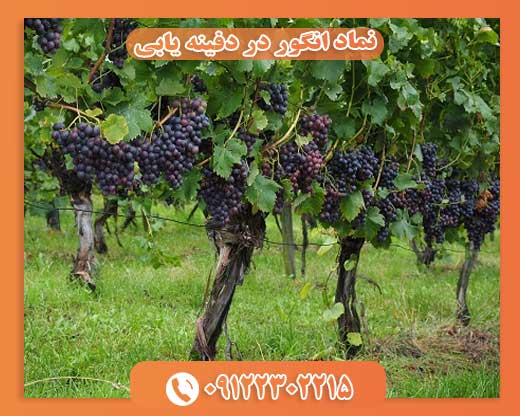 نماد انگور در دفینه یابی09122302215