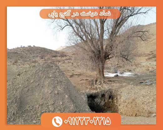 نماد درخت در گنج یابی09122302215