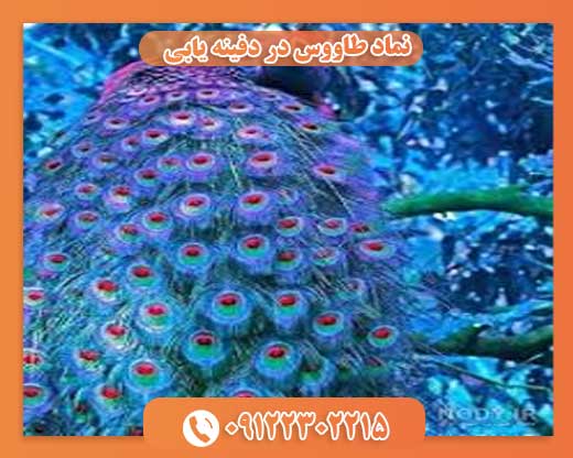 نماد طاووس در دفینه یابی 09122302215