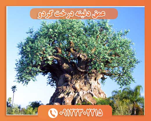 عمق دفینه درخت گردو09122302215