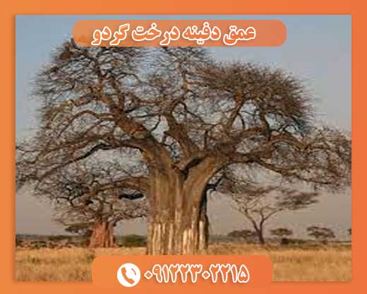 عمق دفینه درخت گردو 09122302215