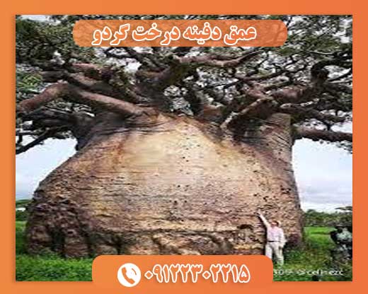 عمق دفینه درخت گردو09122302215