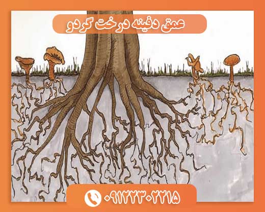 عمق دفینه درخت گردو09122302215